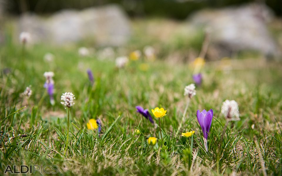 On the meadow