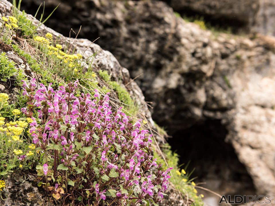 Flowers near Cave