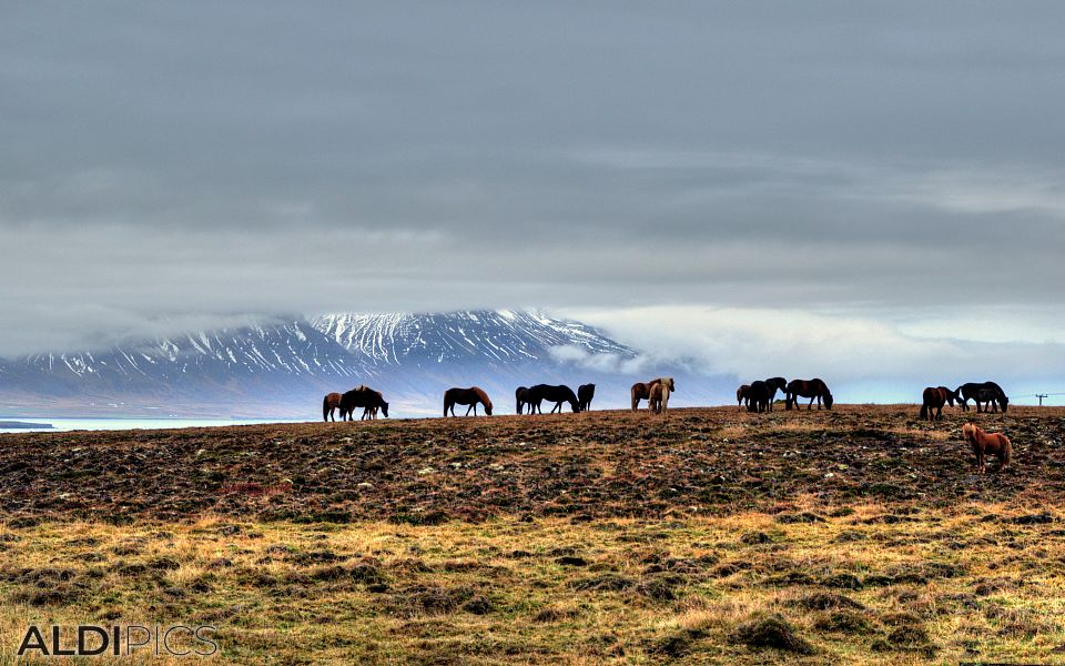 Somewhere in Iceland