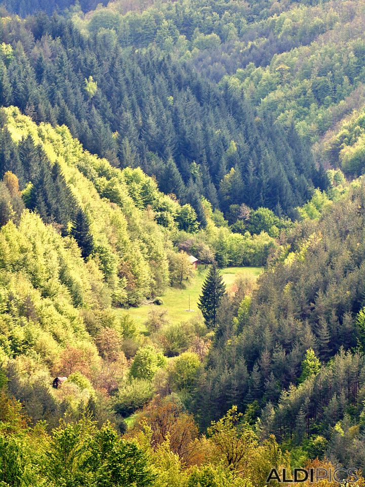 Rhodopes