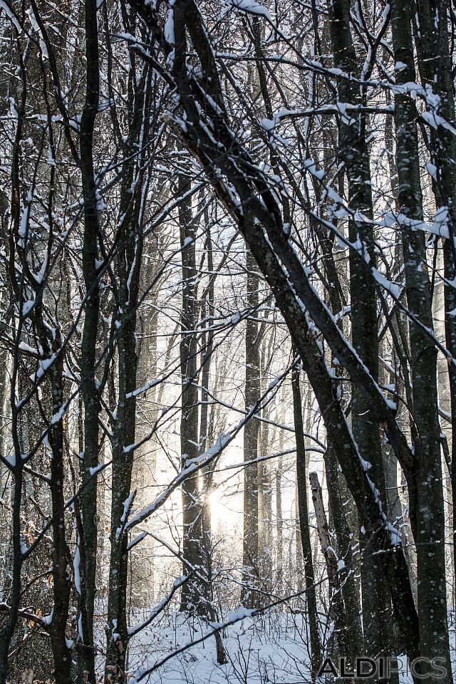 Snowy forest