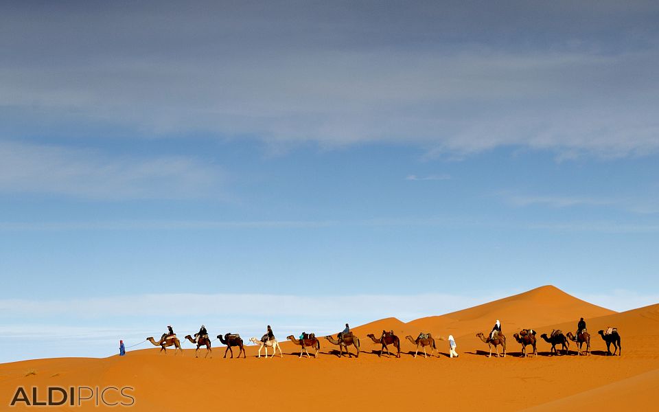 Керван камили в пустинята