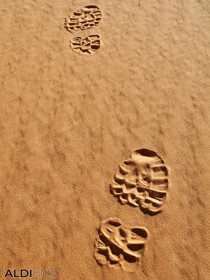 Tracks in the Desert