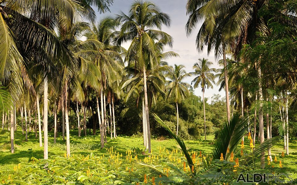 Somewhere on the island of Palawan