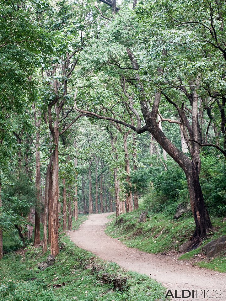 Forest in Siruvani Water Falls