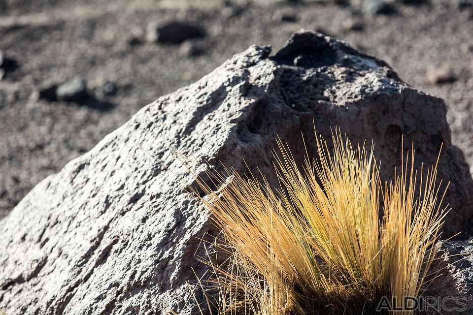 Landscapes from Atacama