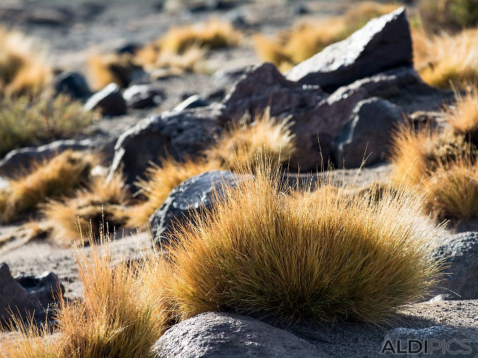 Landscapes from Atacama