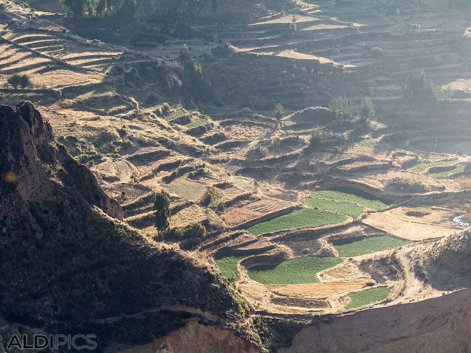 Colca canyon