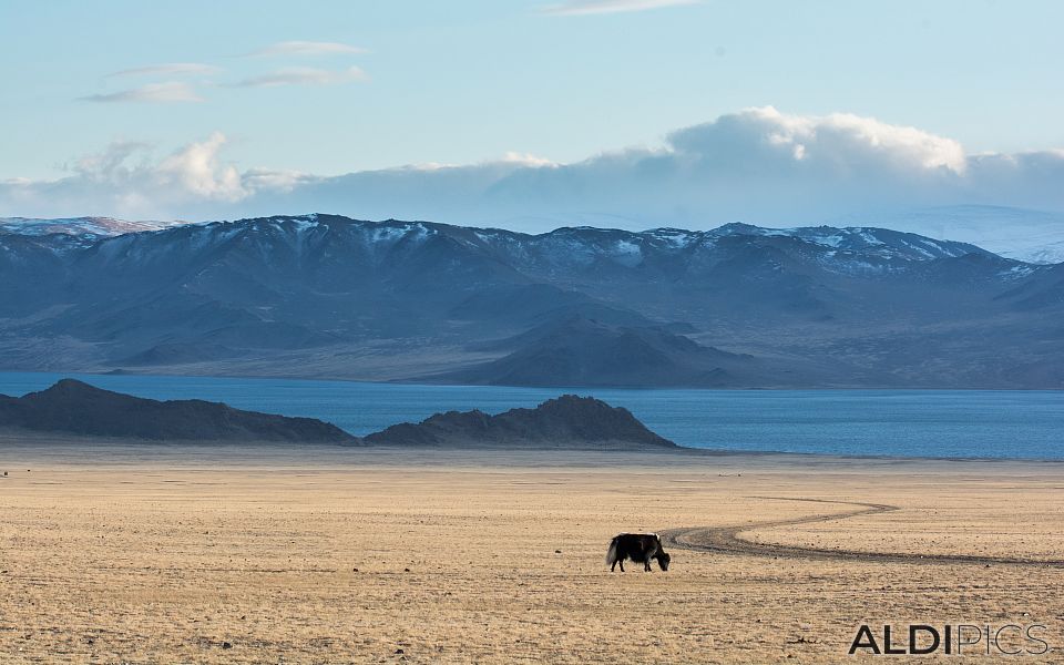 Steppes near Tolbo-Nuur