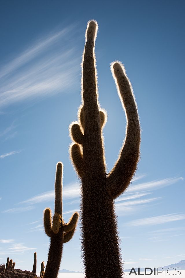 Salt desert