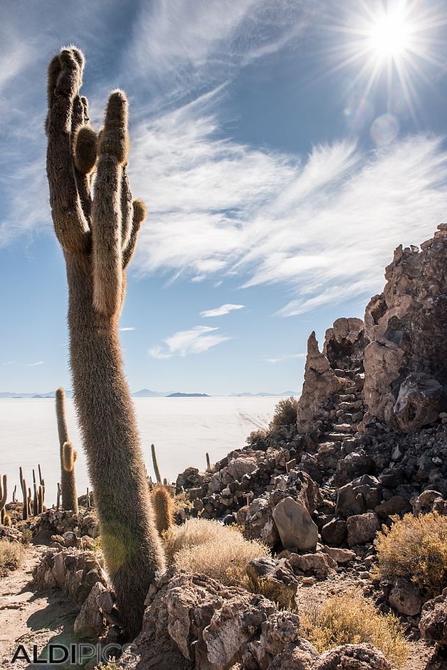 Salt desert