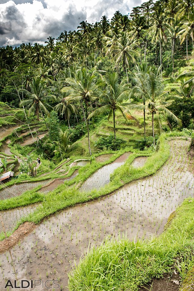 Rice terraces, Tegalalang