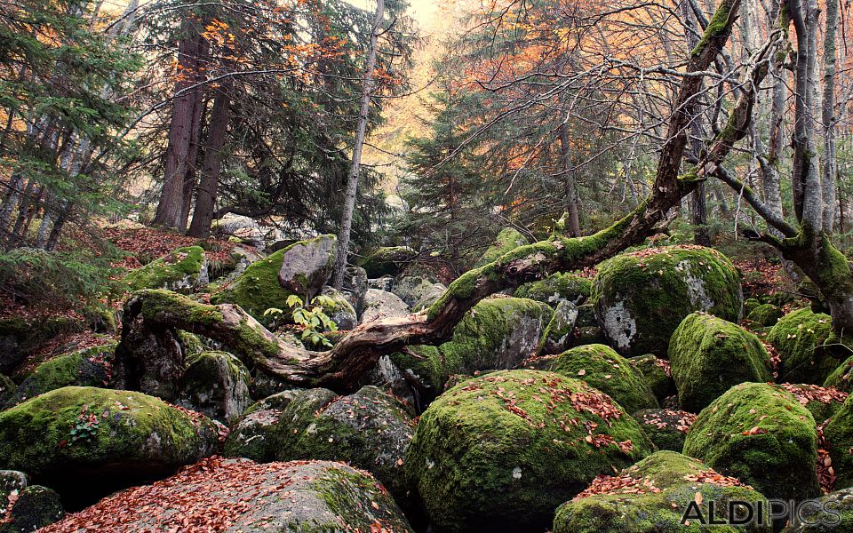 Autumn of Vitosha