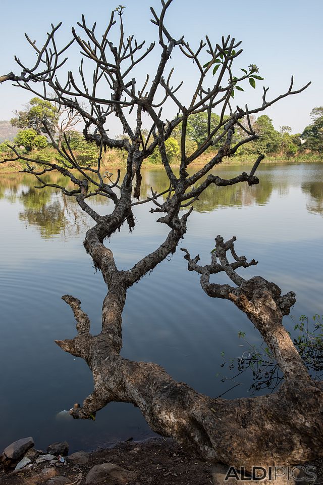 Pond near the road