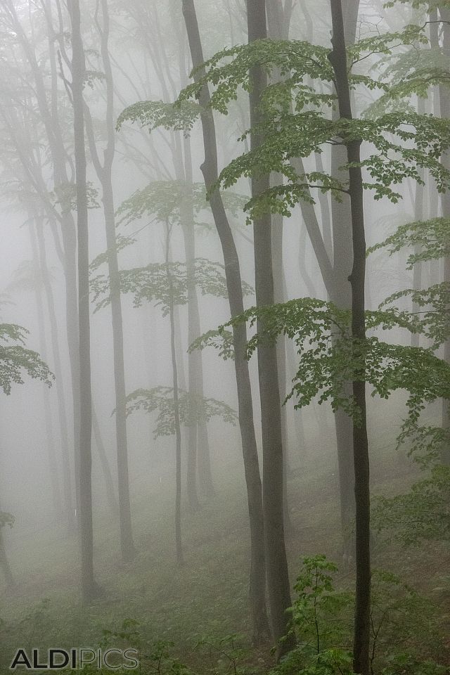 The misty forest