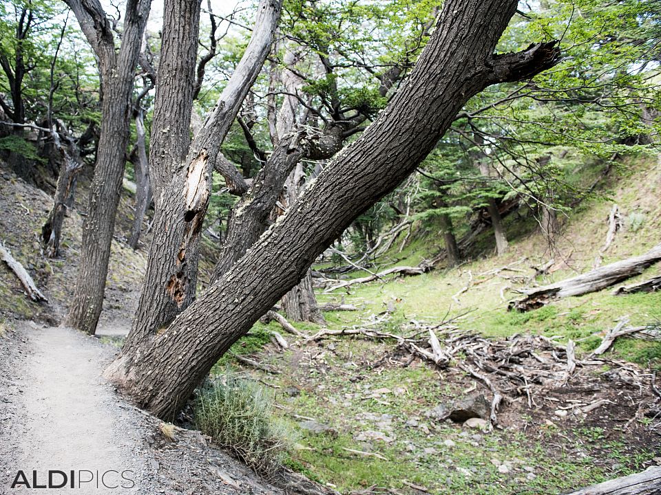 Trekking Fitz Roy