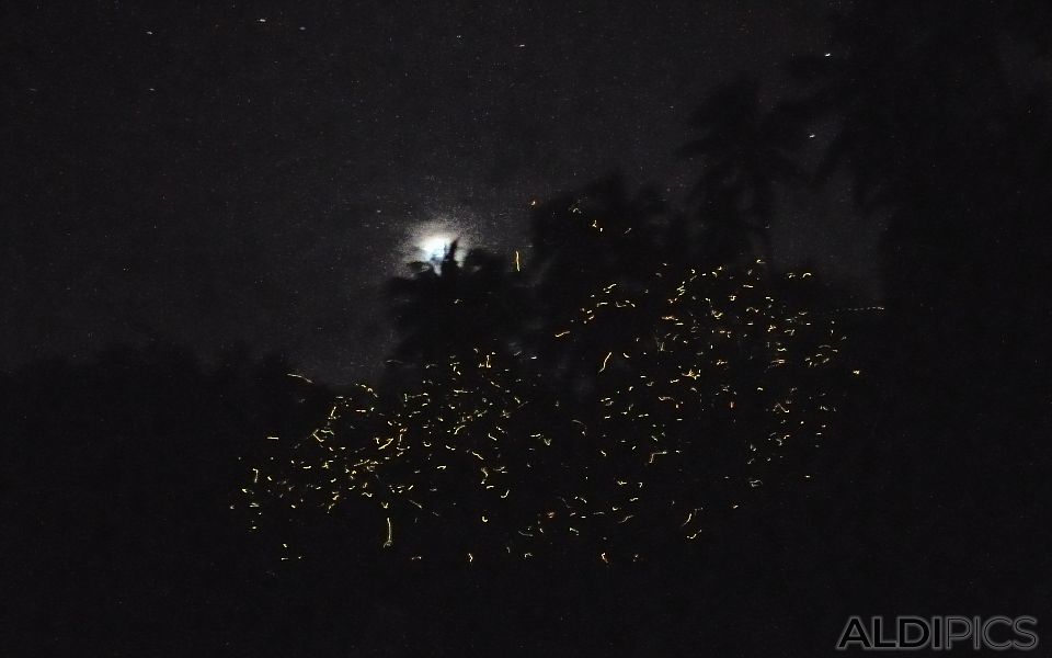 Fireflies