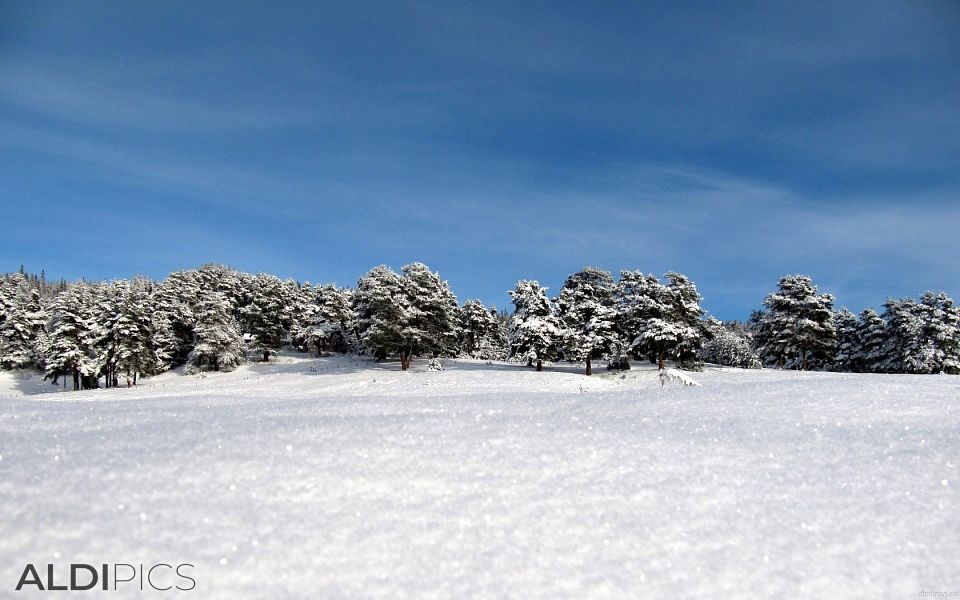 Fresh snow