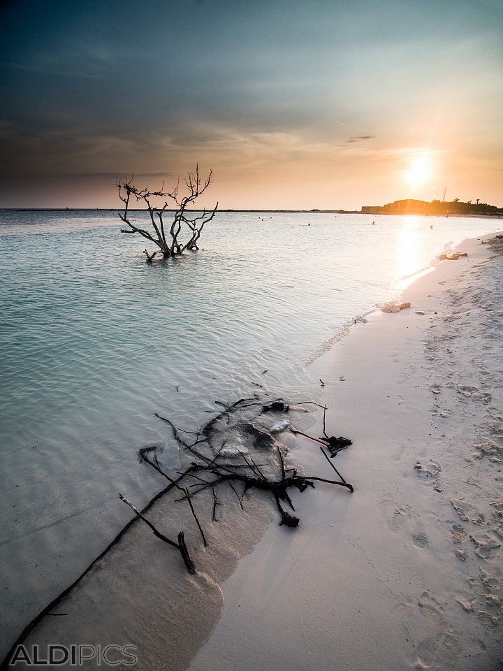 Coast of Aruba