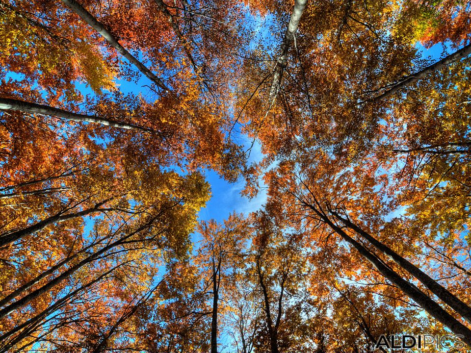 Autumn trees near Ravnogor village