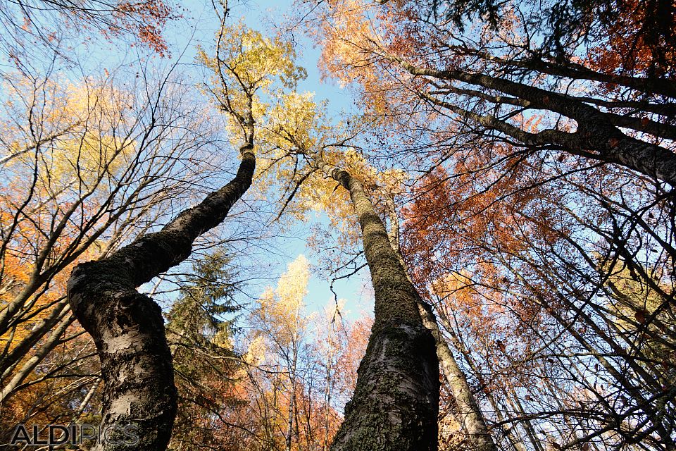 Autumn of Vitosha