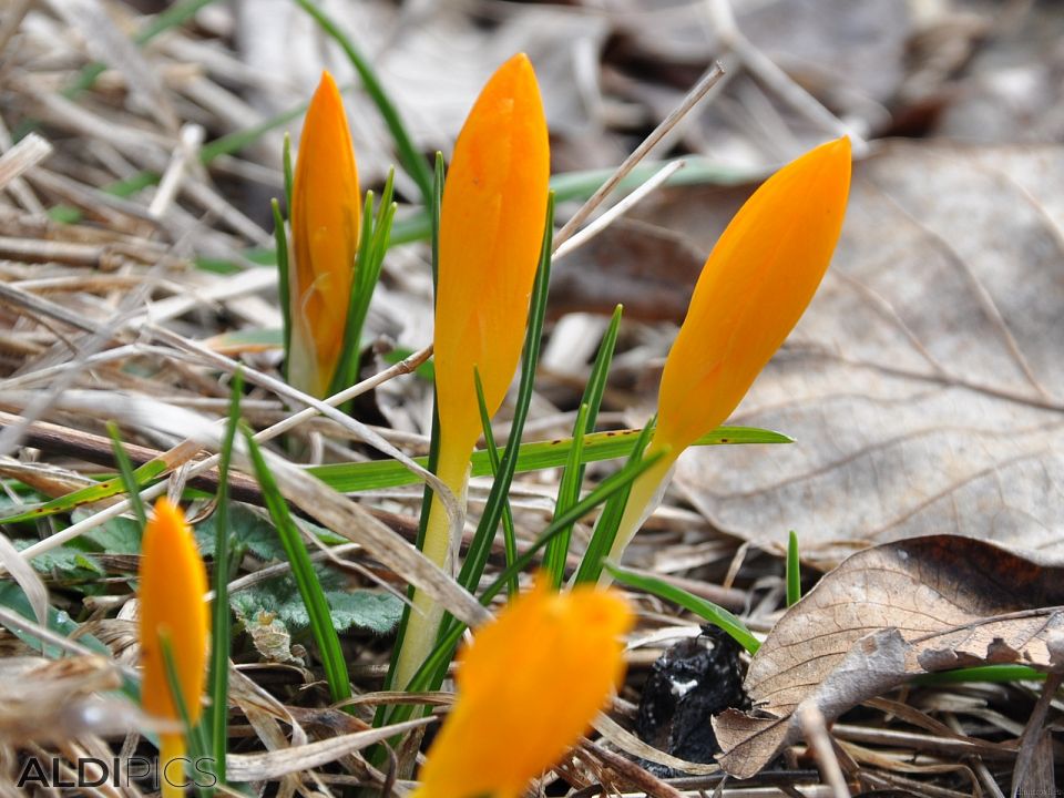 Crocus