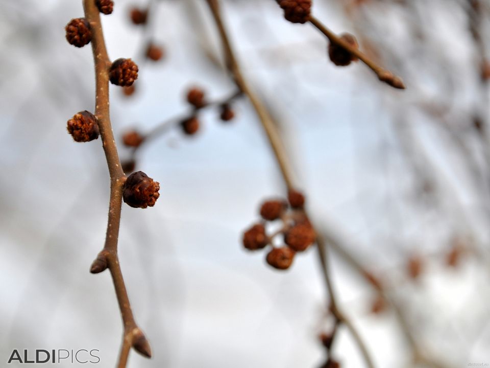 Branches