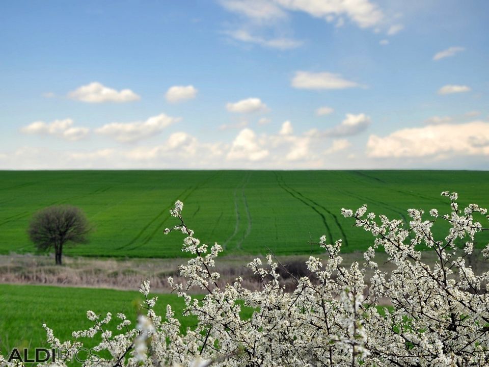 Spring landscape