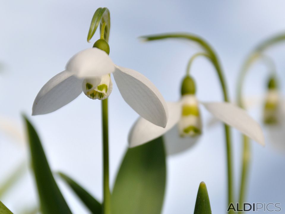 Snowdrops