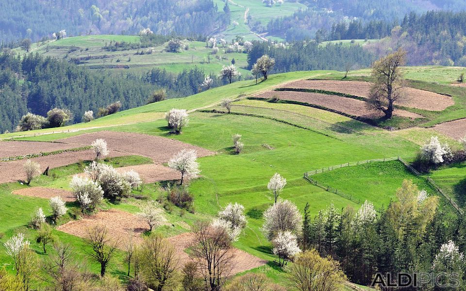 Spring fields near the Rhodope villages