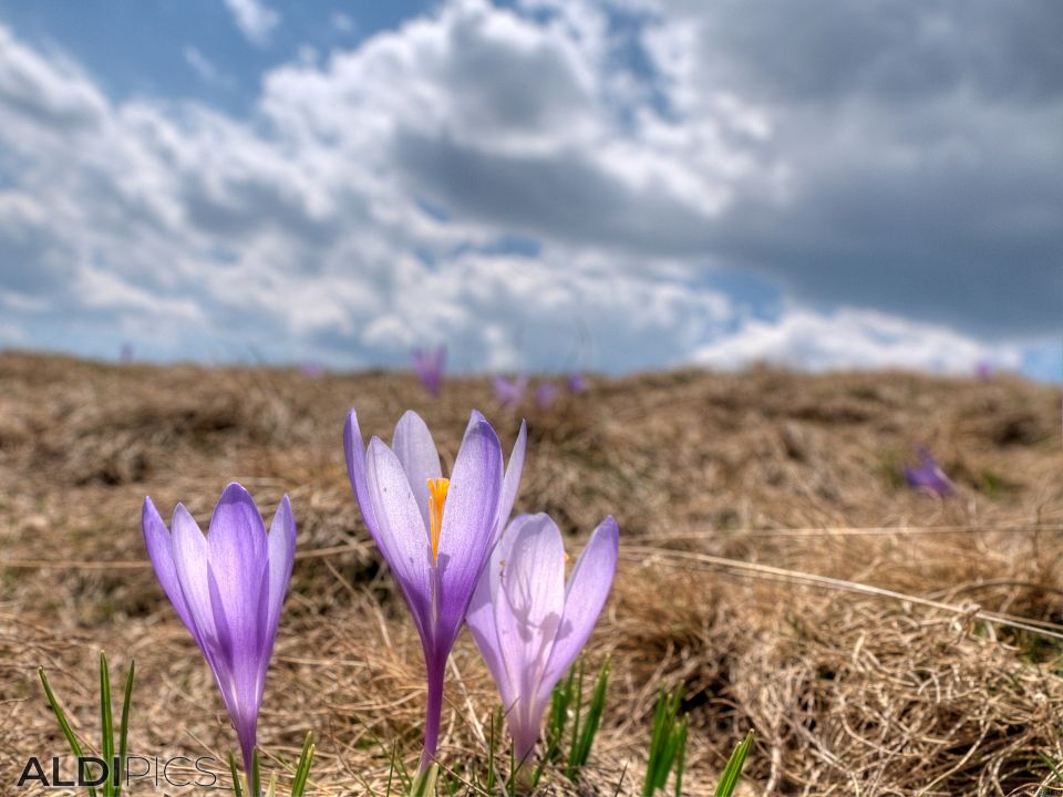 Crocuses of Belmeken