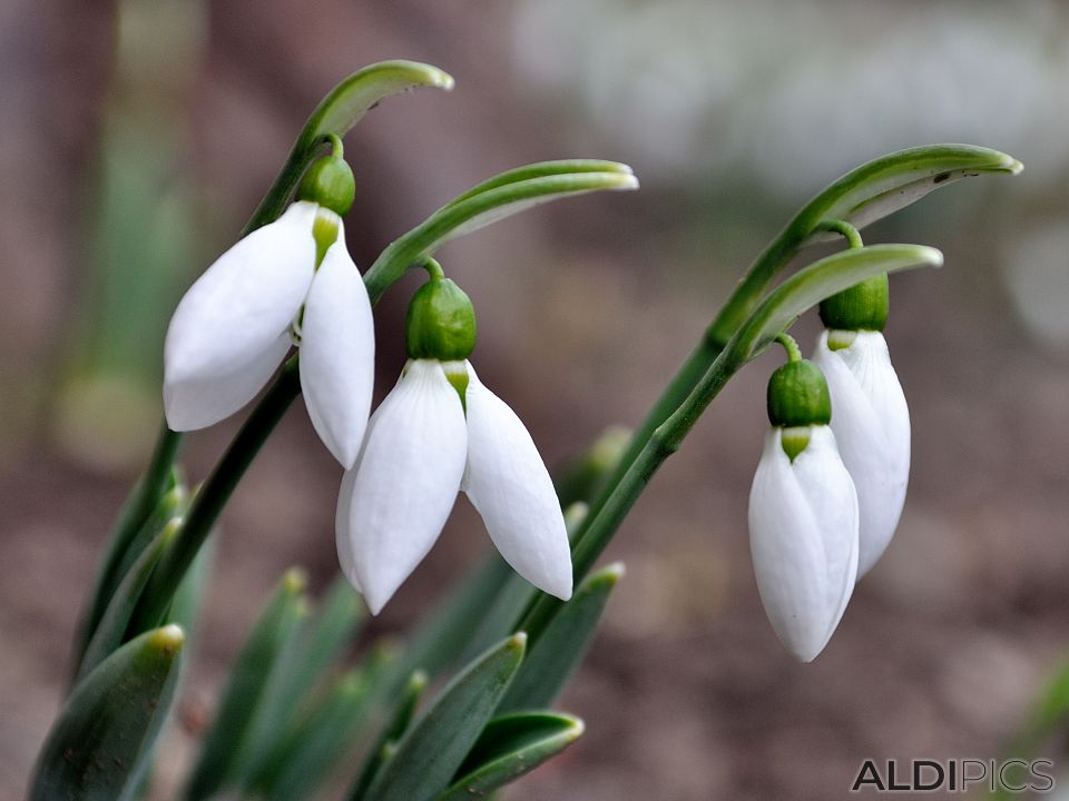 Snowdrops