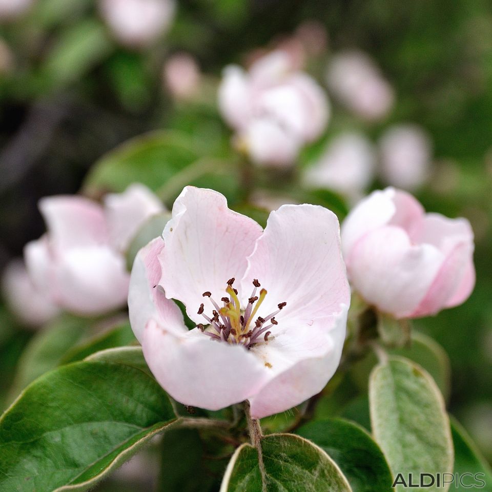 Blossoming trees