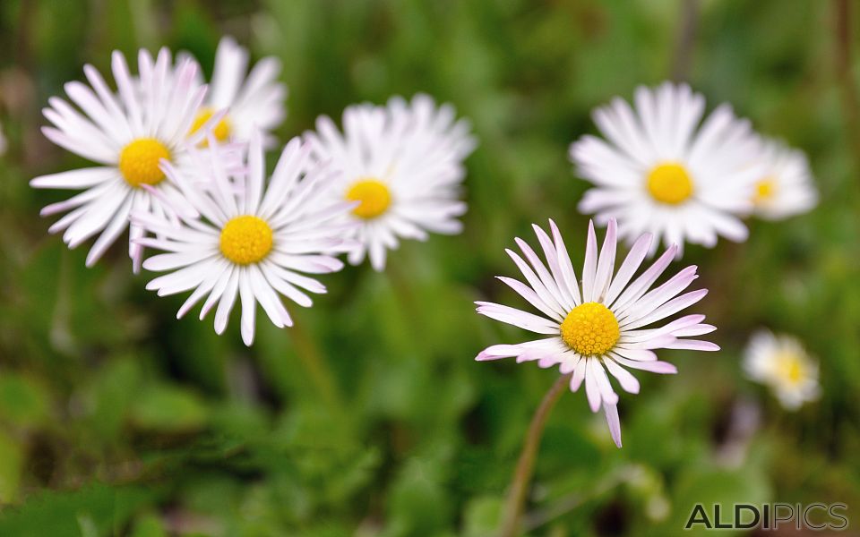 Wild daisies