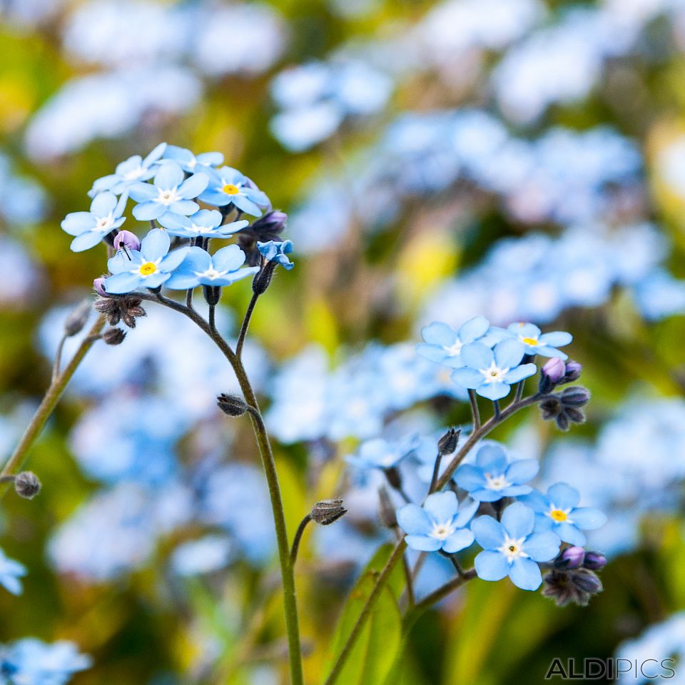 Spring Flowers