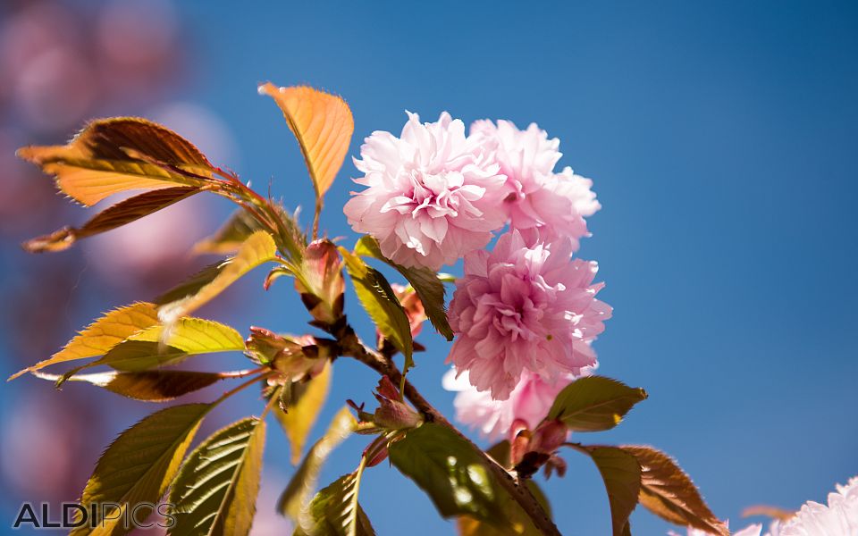 Japanese cherry