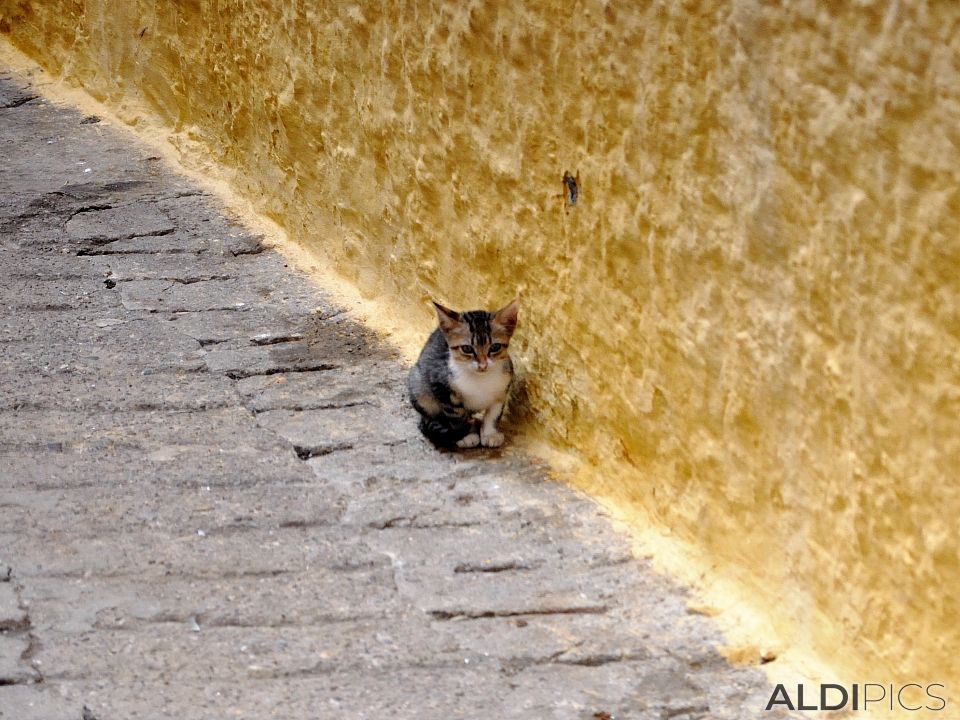 Somewhere in the medina of Tetouan