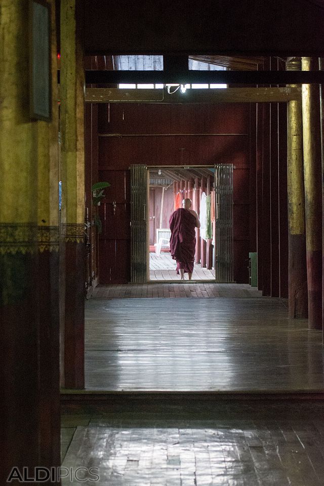 Monk in the temple of cats