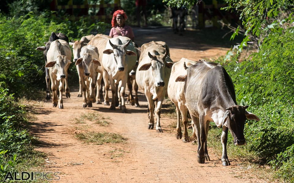 Somewhere in the heart of Myanmar