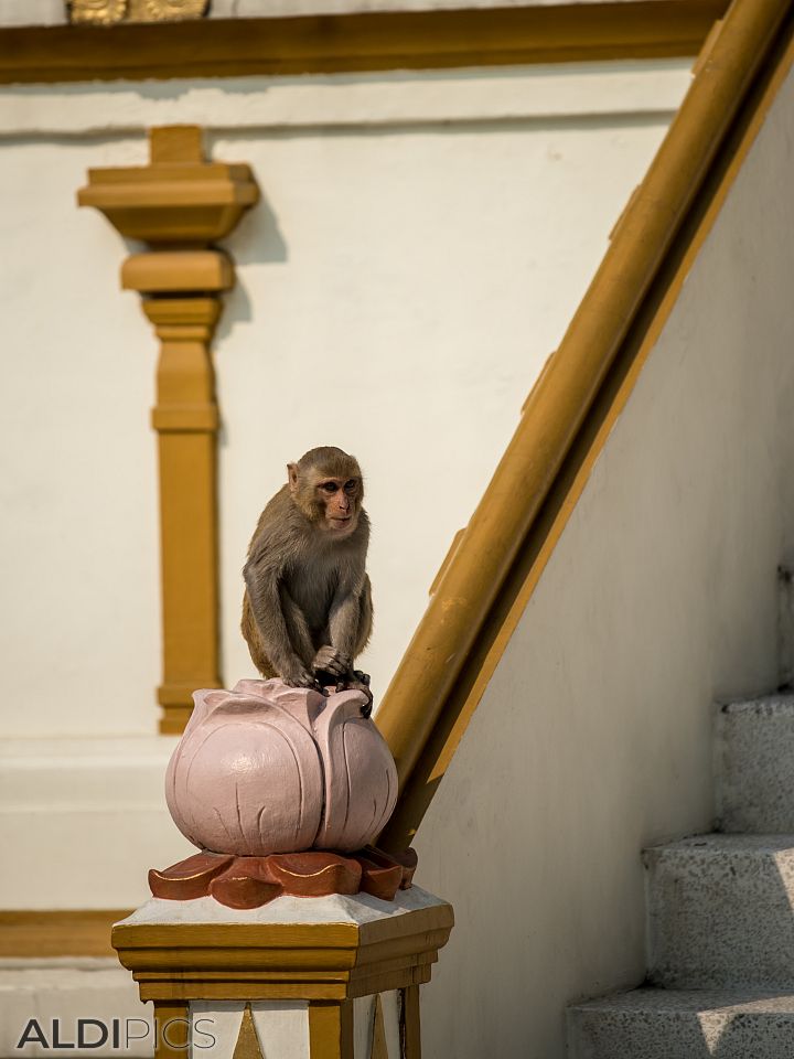 From the streets of Rishikesh