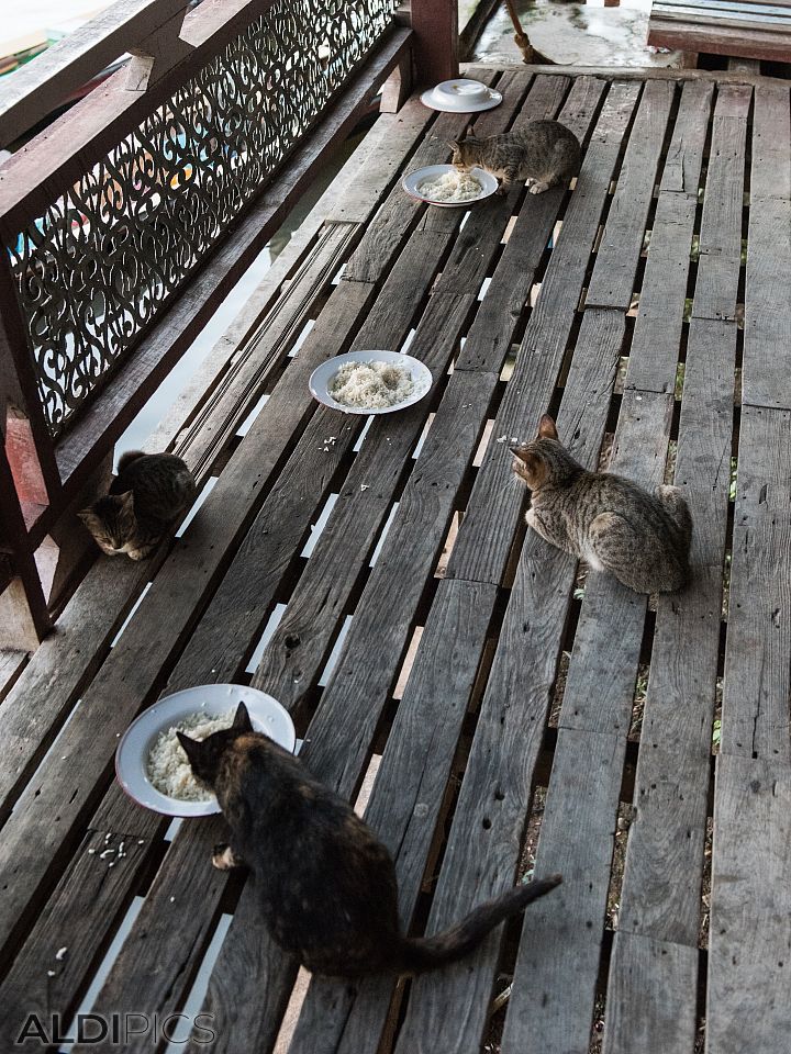 Temple of cats