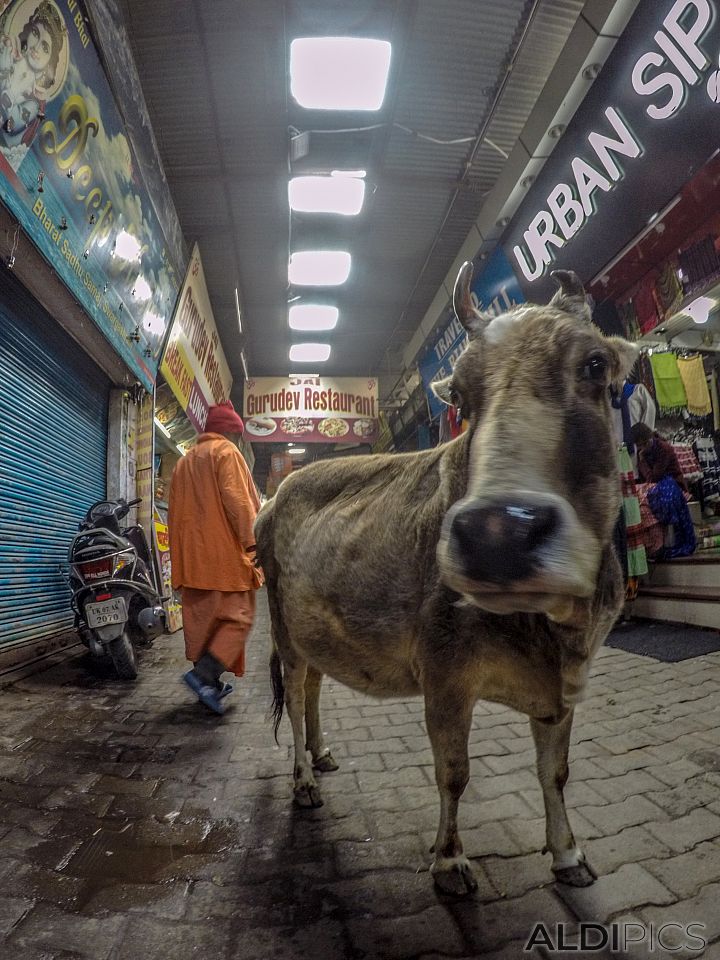 From the streets of Rishikesh