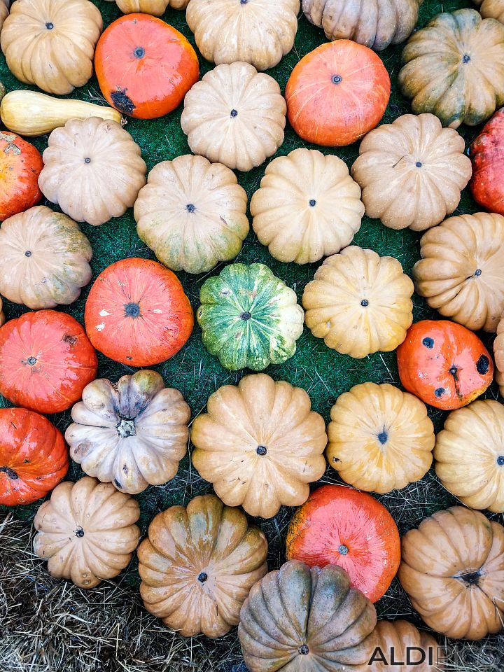 Halloween pumpkins