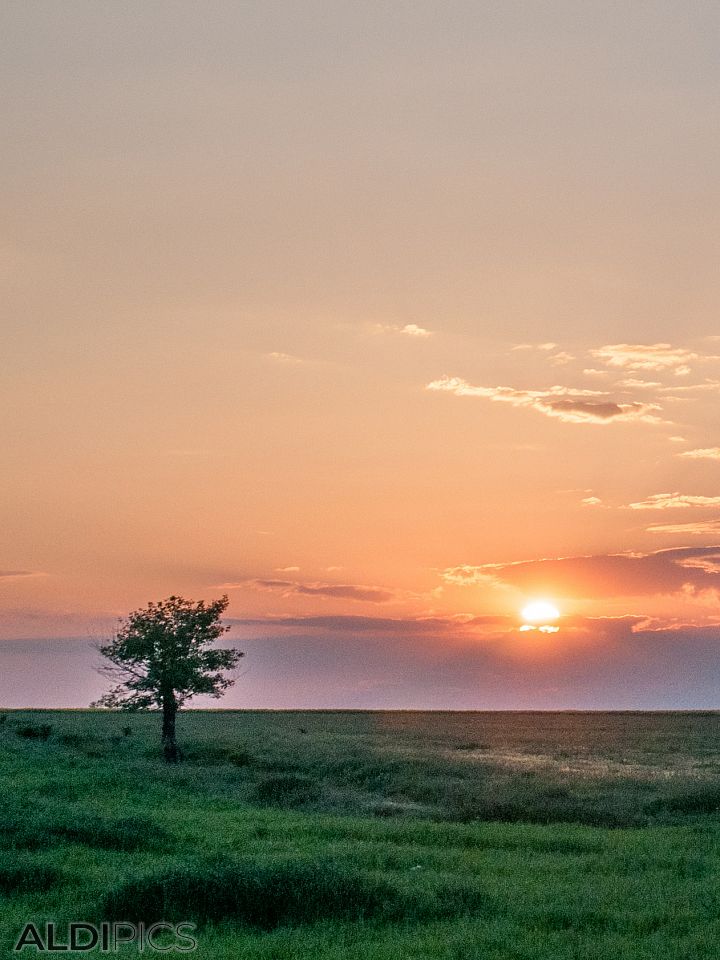 Sunset over the fields