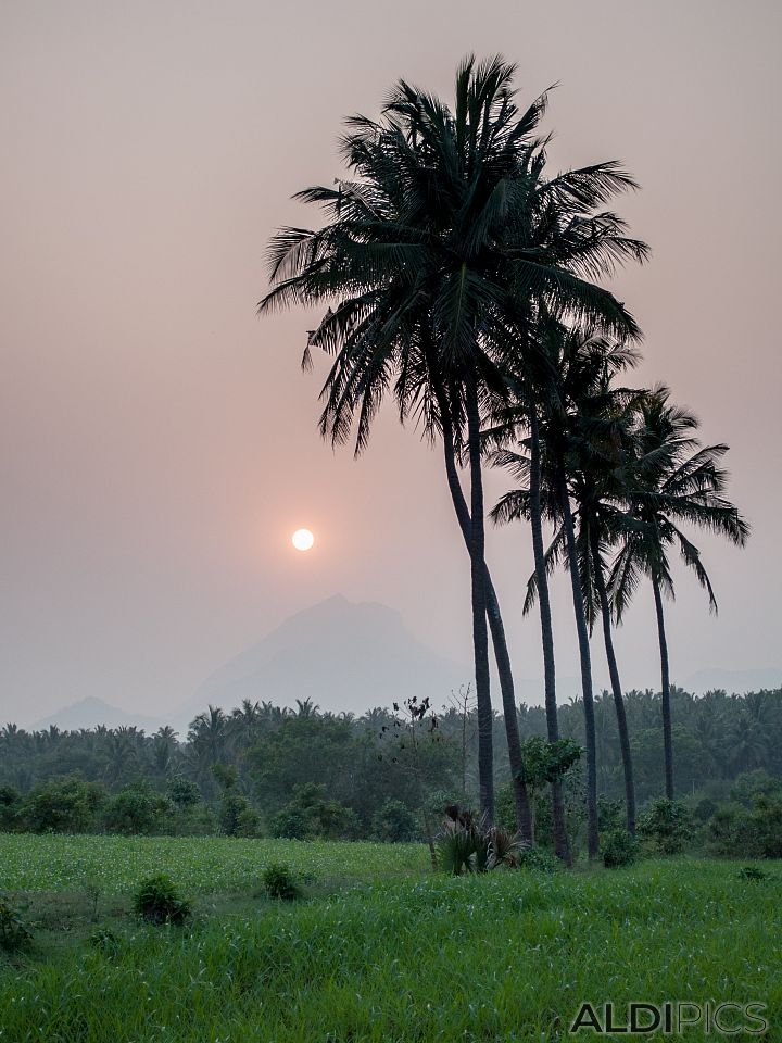 Sunset over the field