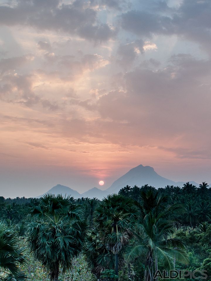 Sunset over the field