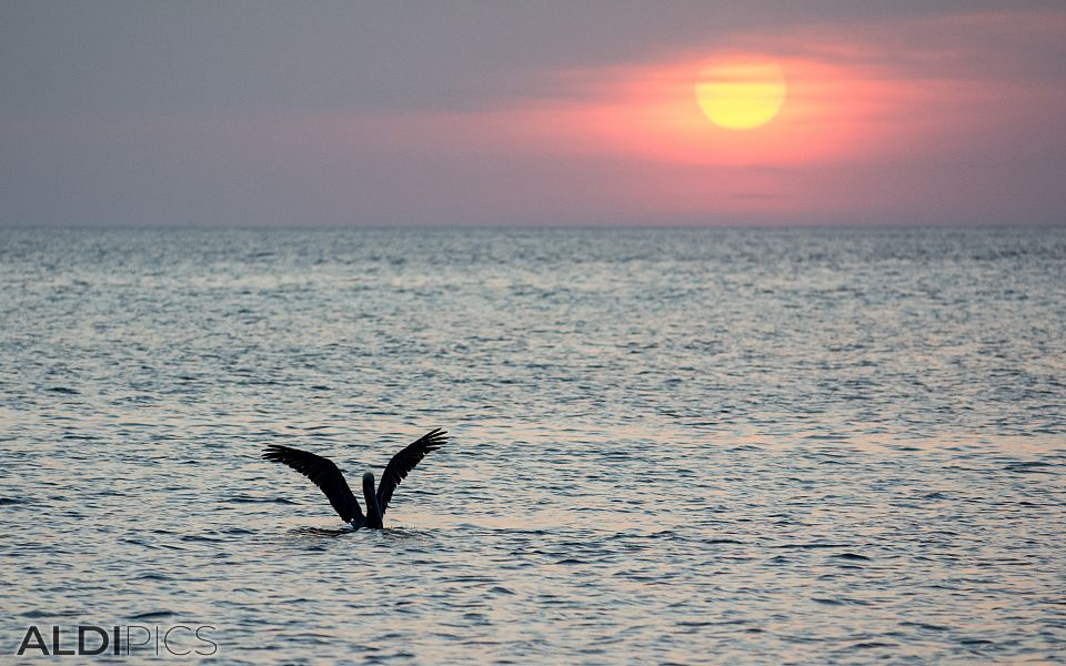 Coast of Aruba