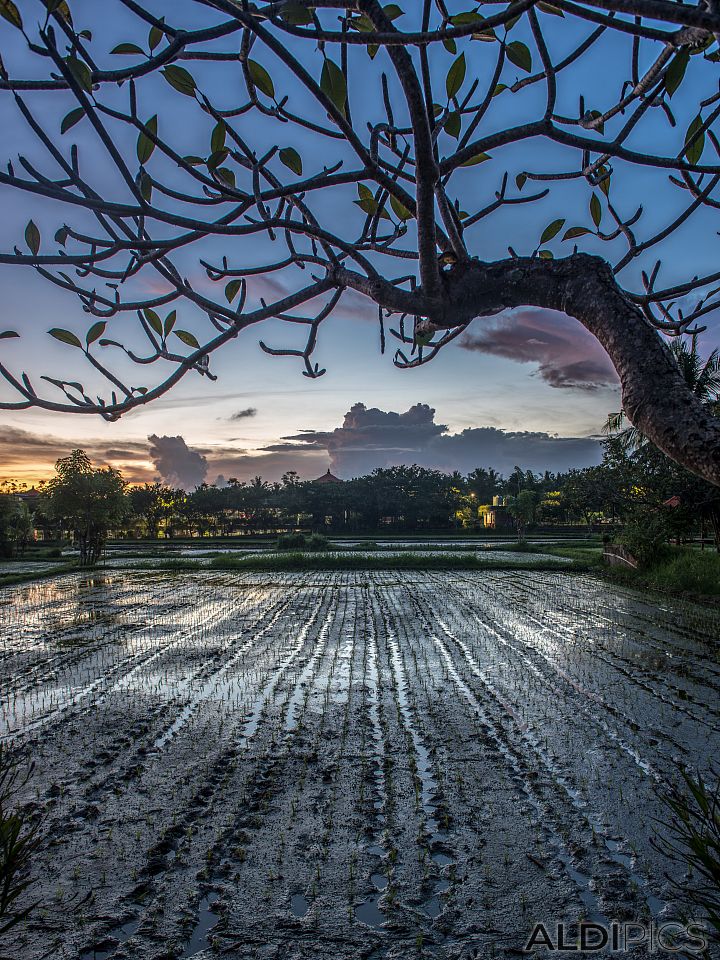 The rice sunset of Ubud 