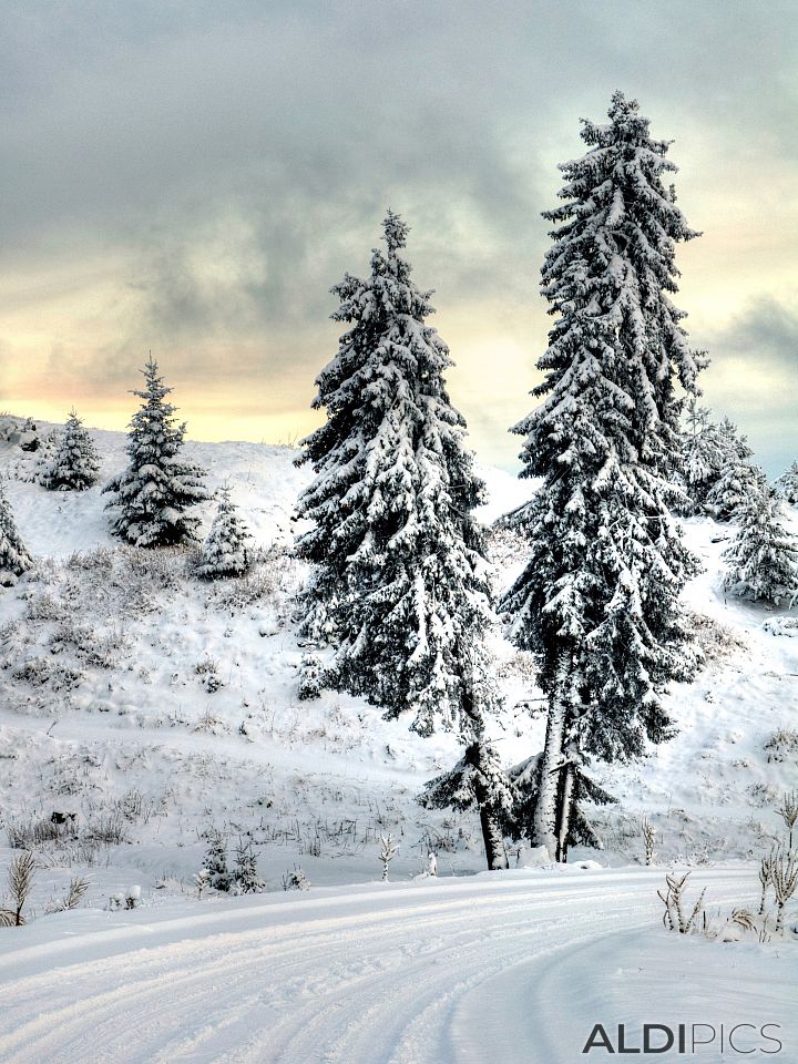 Pine near Belmeken