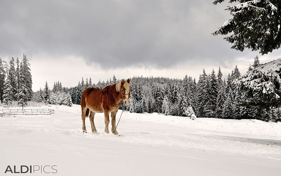 Horses in Starina near Yondola